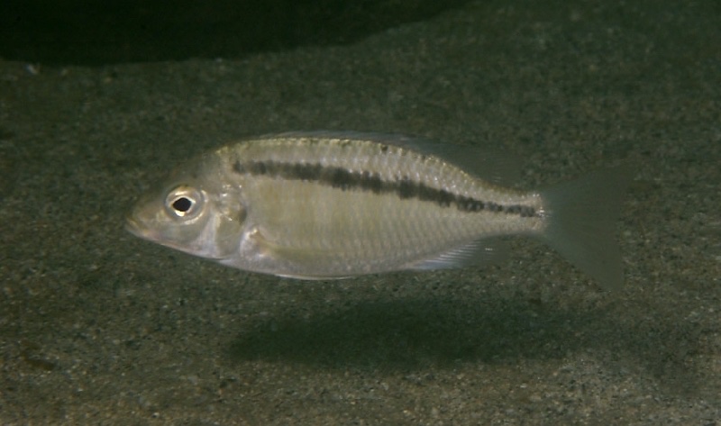 Mylochromis sp. 'ikombe' Ikombe
